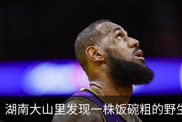 湖南大山里发现一株饭碗粗的野生柘树，全身是刺，却是古代的“帝王木”，可惜多数人不认识